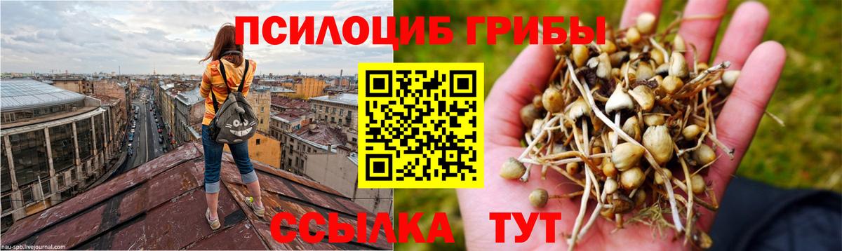 Галлюциногенные грибы Cubensis Балашиха